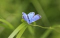 Polyommatus dorylas, the turquoise blue butterfly of the family Lycaenidae Royalty Free Stock Photo