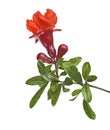 pomegranate branch with flower