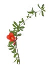 Pomegranate branch with flowers