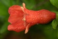 Close-up of a pomegranate flower covered in water droplets. part of the petals are already missing