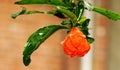 Close up of Pomegranate fruit flower,Orange Flower on the Tree Royalty Free Stock Photo