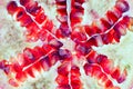 Close up of pomegranate fruit slice