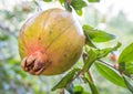 Close up of pomegranate fruit