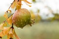 Close-up of pomegranate fruit wet from the rain in the Gaianes lagoon