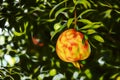 Close up pomegranate in nature Royalty Free Stock Photo