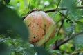 Close-up of a pomegranate, still green on a pomegranate tree.