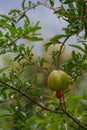Close-up of a pomegranate on a tree, Ella, Sri Lanka