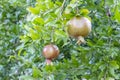 Pomegranates on tree banches in green nature. Royalty Free Stock Photo