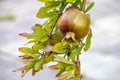 Pomegranates on tree banches in green nature. Royalty Free Stock Photo