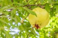 Pomegranates on tree banches in green nature. Royalty Free Stock Photo