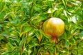 Pomegranates on tree banches in green nature. Royalty Free Stock Photo