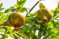 Pomegranates on tree banches in green nature. Royalty Free Stock Photo