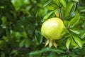 Pomegranates on tree banches in green nature. Royalty Free Stock Photo