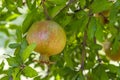 Pomegranates on tree banches in green nature.