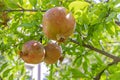 Pomegranates on tree banches in green nature.