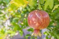 Pomegranates on tree banches in green nature.