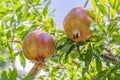 Pomegranates on tree banches in green nature.