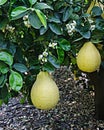 Pomelo fruit and flowers