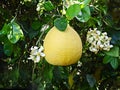 Pomelo fruit and flowers