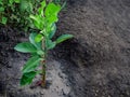 Close up pomelo tree in garden with black soil background with copy space. Royalty Free Stock Photo