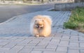 Close-up of a Pomeranian mini spitz puppy running outdoors.