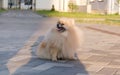 Close-up of a Pomeranian mini spitz puppy running outdoors.