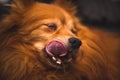 Close up of a Pomeranian (Canis lupus familiaris) dog with its tongue out Royalty Free Stock Photo