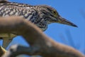 Close-up of a Pond Heron