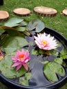 A close up of a pond with pink lotus flowers and leaves