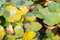 pond sun covered water lilies leaves background Royalty Free Stock Photo