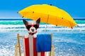 Dog relaxing on a beach chair Royalty Free Stock Photo