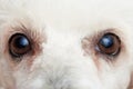 Close-up of poodle eyes