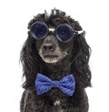 Close-up of a Poodle wearing glasses and a bow tie