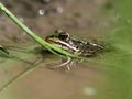 Pool frog Rana lessonae Royalty Free Stock Photo