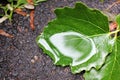 Close-up of a poplar leaf with rainwater on the ground