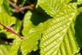 Close-up of poplar leaves