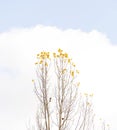 Close-up of a poplar tree with the last leaves of autumn