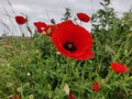 Close up of a poppie-flower