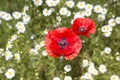 Close up of poppies and daisies Royalty Free Stock Photo
