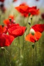 Close up with poppies in daylight Royalty Free Stock Photo