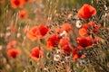 Close-up of poppies and other wildflowers at sunset, spring in Provence Royalty Free Stock Photo