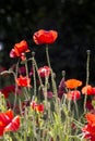 Close up of poppies in the sun Royalty Free Stock Photo