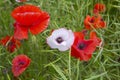 Close up of poppies Royalty Free Stock Photo