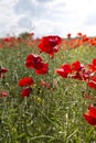 Close up of poppies in the sun Royalty Free Stock Photo