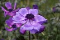 Close up of Poppy Anemone flower `Monalisa Deep Blue`