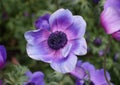 Close up of Poppy Anemone flower `Monalisa Deep Blue`