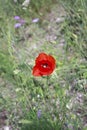 close-up of a poppy on a blurred background of green lawn