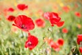 Close up of a poppy in a field of poppie-shallow DOF Royalty Free Stock Photo