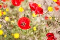 Close up of a poppy in a field of poppie-shallow DOF Royalty Free Stock Photo