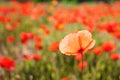 close up of a poppy in a field of poppie-shallow DOF Royalty Free Stock Photo